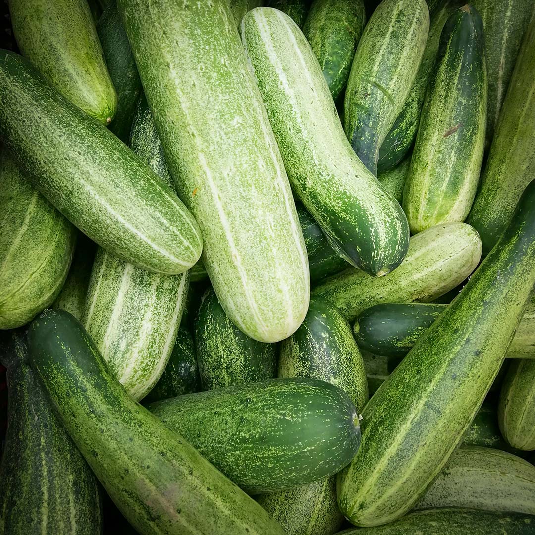 Cucumber